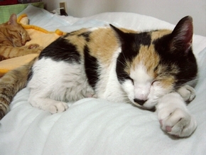 (=-ω-⊂)ｚｚｚ。。.jpg