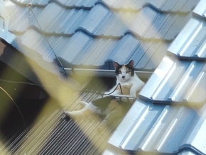 ジュリエット.jpg