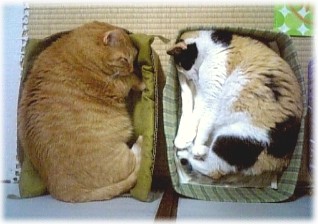 並んで箱寝.jpg