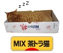 にほんブログ村 猫ブログ MIX茶トラ猫へ