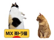 にほんブログ村 猫ブログ MIX茶トラ猫へ