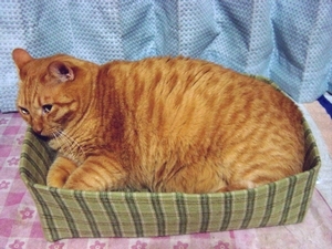 狭いの大好きﾆｬ♪.jpg