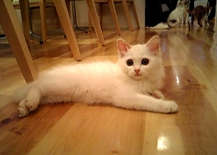 白猫さん.jpg