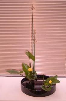 知地先生展示花