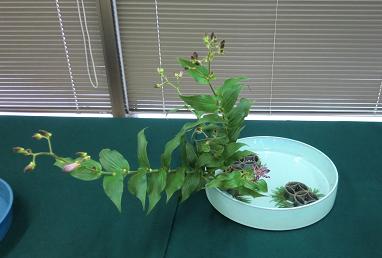 〇専研究会・杜鵑草