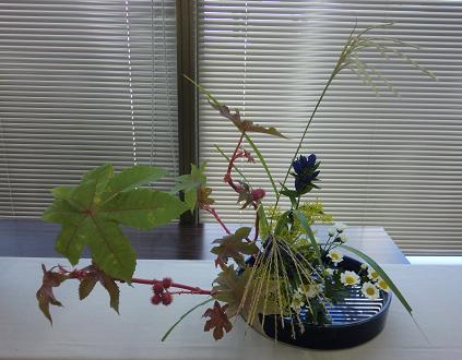 廣田聡先生展示花