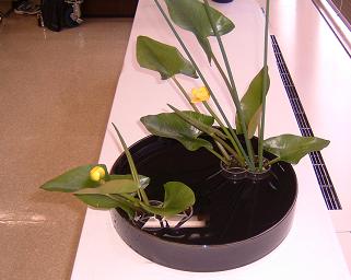 知地先生展示花