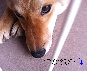 つかれた↓