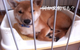 何か文句でも？