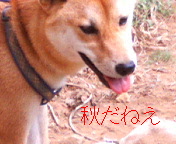 秋だねえ