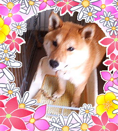 待ち受け候補