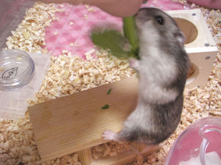 こめつぶ小松菜食0140016.jpg