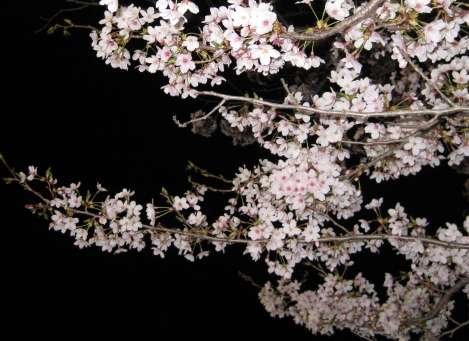 夜桜2009.jpg