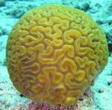 脳みそ珊瑚