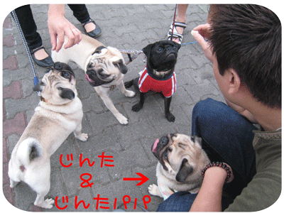 ４パグ記念撮影３.gif