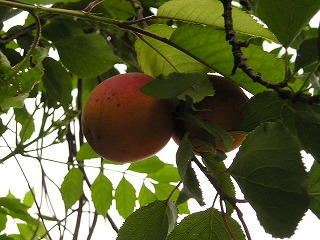P6140051.jpg