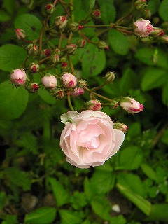 P5090057.jpg