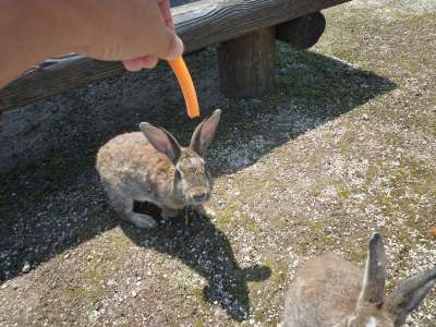 大久野島うさぎ4