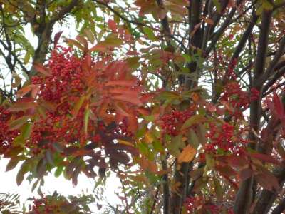 大山紅葉ななかまど