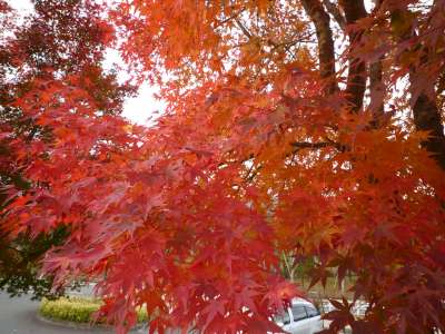 大山紅葉もみじ