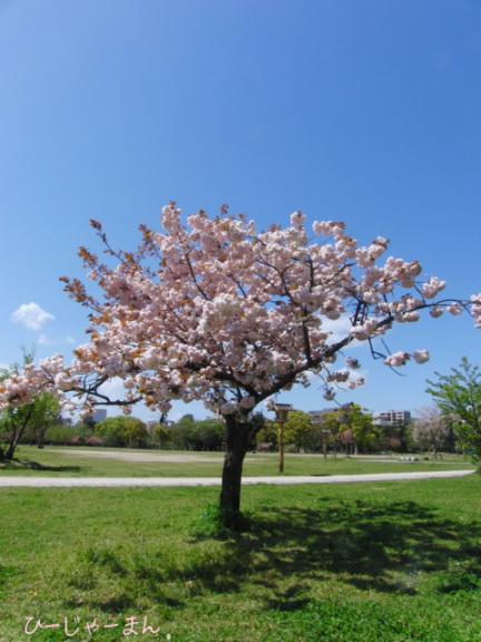 ４月１６日　舞鶴公園の桜１