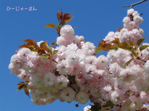 ４月１６日　舞鶴公園の桜２