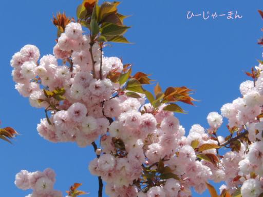 ４月１６日　舞鶴公園の桜３