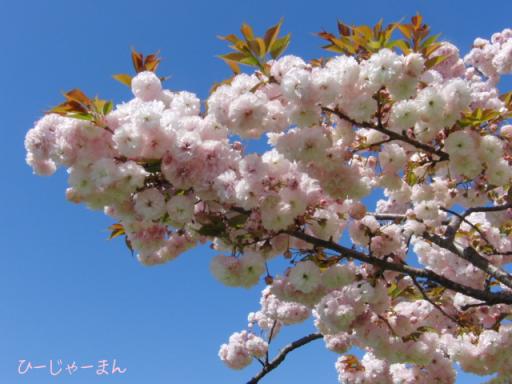 ４月１６日　舞鶴公園の桜４