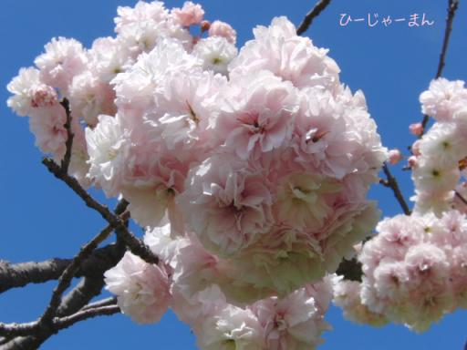 ４月１６日　舞鶴公園の桜５