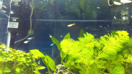 泳ぐ熱帯魚