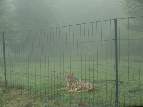 ヒョウ