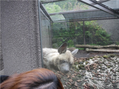 ハイエナ　にらめっこ