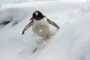 横滑りペンギン