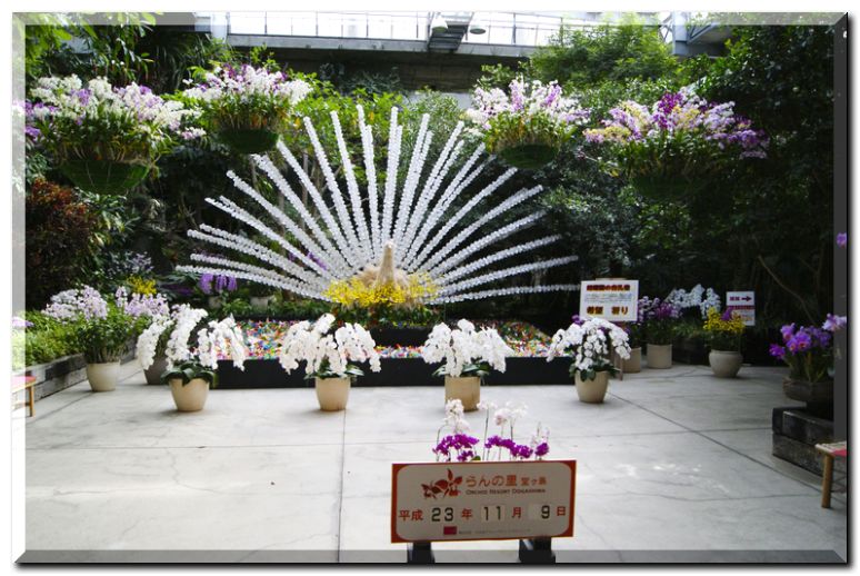 胡蝶蘭の白孔雀