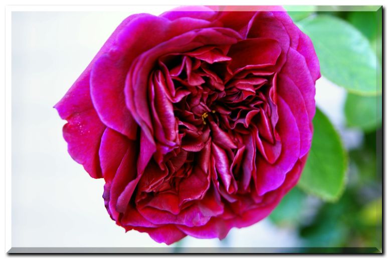 シェークスピア