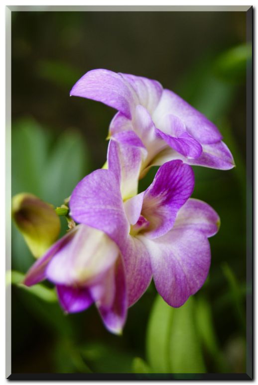 キューティーポワレ