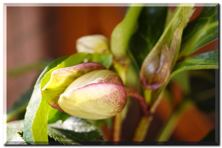 Helleborus