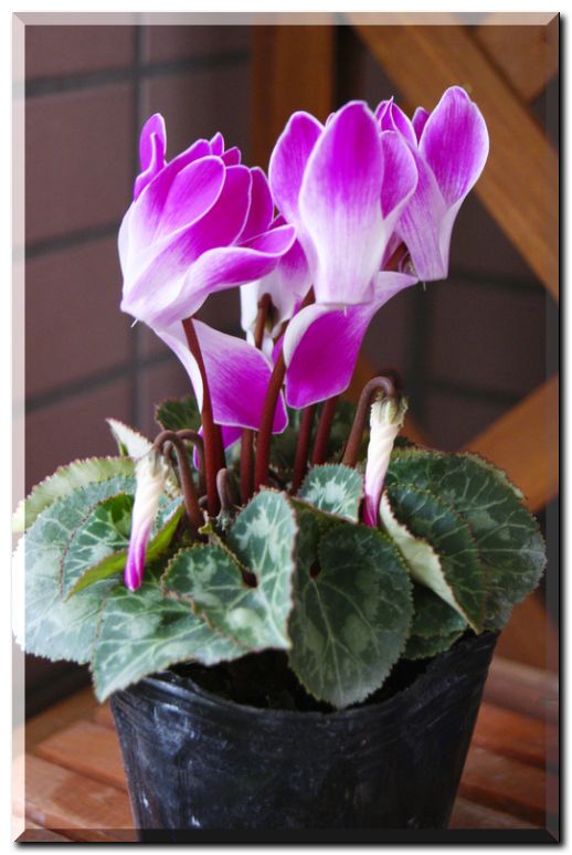 ガーデンシクラメン