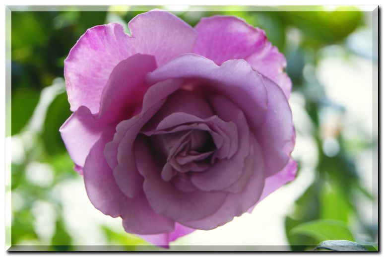 エンゼルフェイス