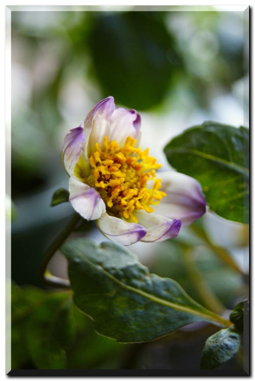 ガーデンダリア