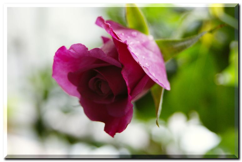 エンゼルフェイス