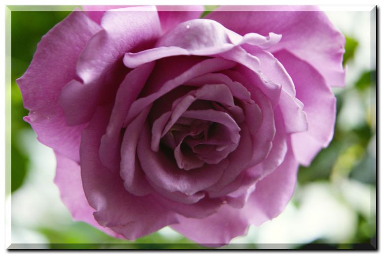 エンゼルフェイス