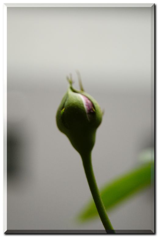 シェークスピア蕾