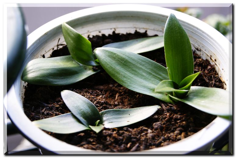 オーニソダビウム