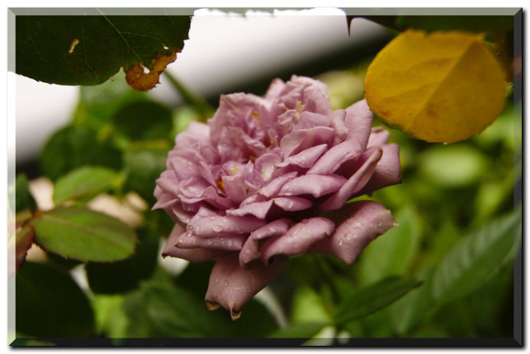 センチレイティングブルース