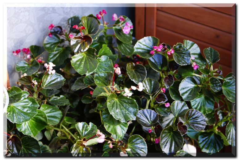 ベゴニアセンパ