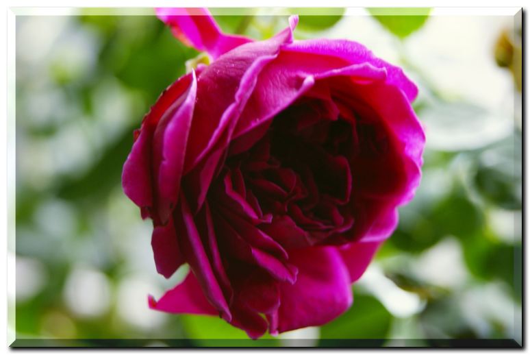 シェークスピア