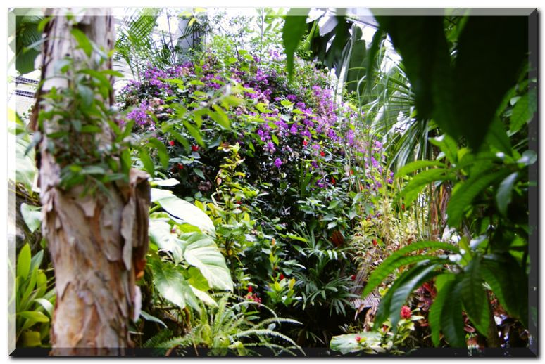 強羅公園熱帯植物館