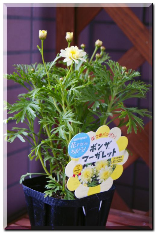 ボンザマーガレット