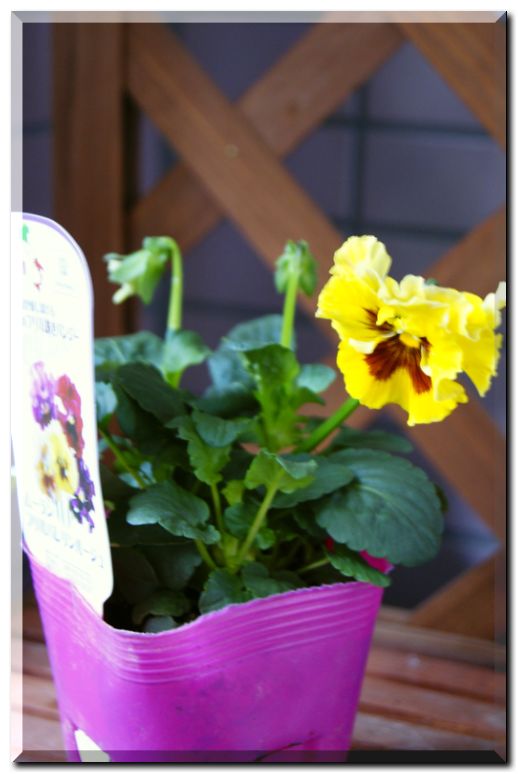 ムーランフリル2